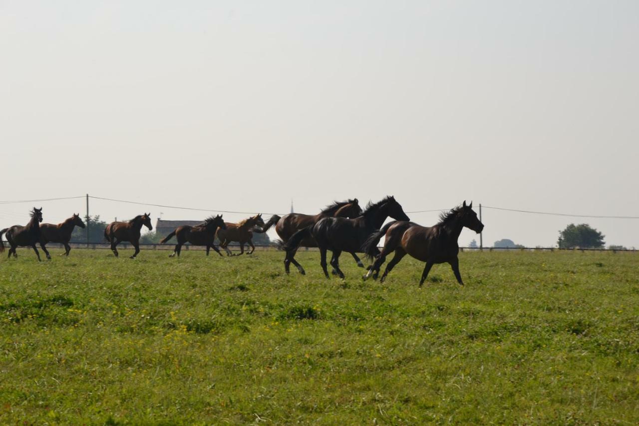Gite Du Haras Les Aubiers Exterior foto
