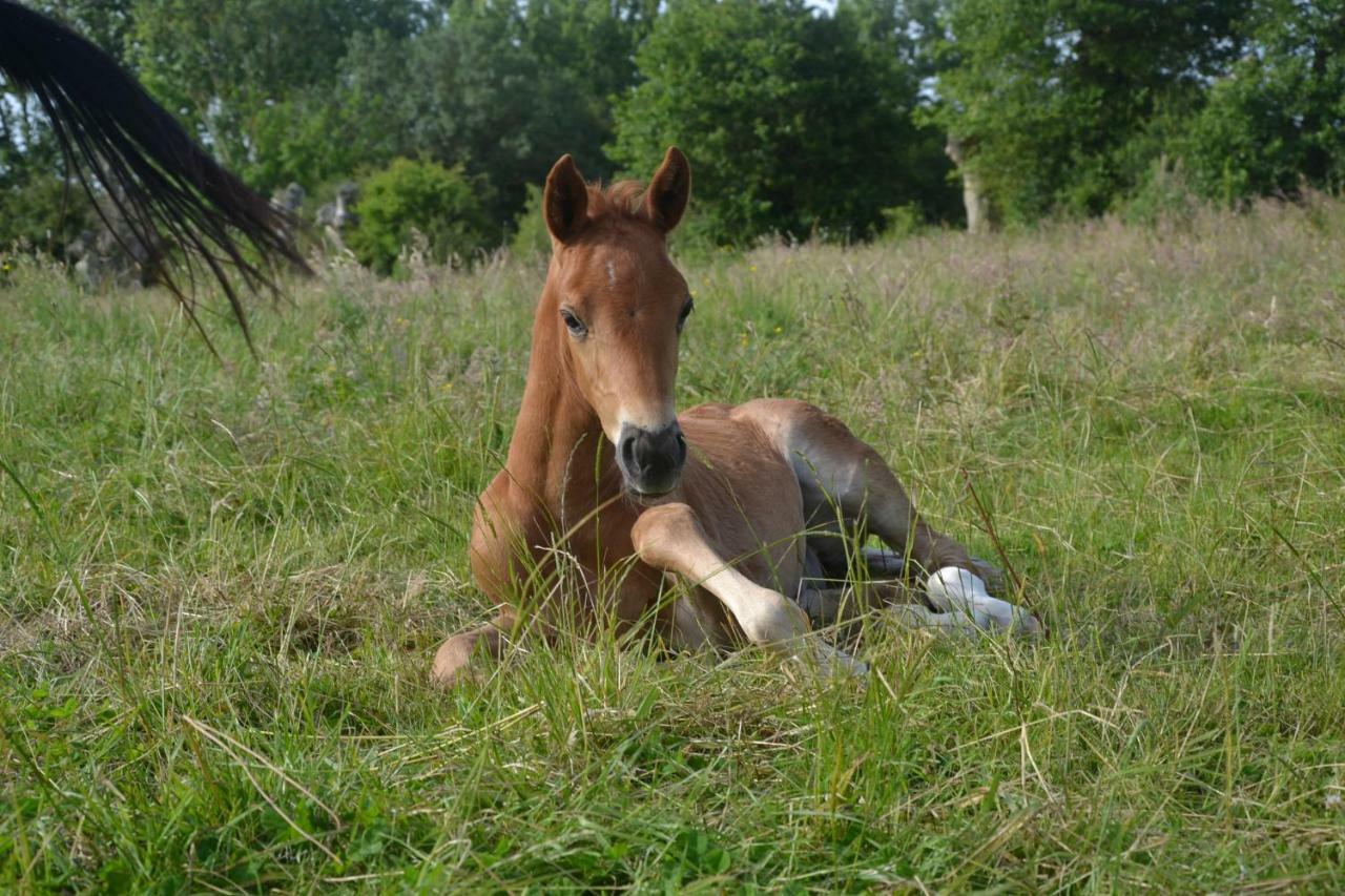 Gite Du Haras Les Aubiers Exterior foto